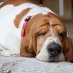 Dein Hund ist schlapp? Was du tun kannst!