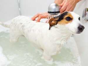 Wie oft den Hund baden