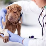 Was kostet eine Hundeversicherung?