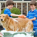 Wie oft sollte man den Hund waschen?