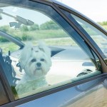 Hund bei Hitze nicht im Auto lassen