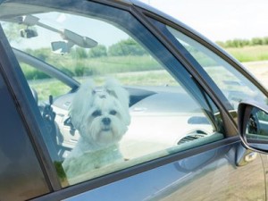 Hund bei Hitze nicht im Auto lassen
