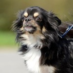 50 Ideen - Hundenamen für Rüden