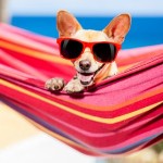 Tipps für den Urlaub mit Hund - Darauf solltest du achten!