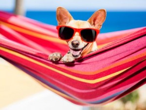 Tipps Urlaub mit Hund