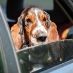 Hund Angst vorm Autofahren nehmen - So geht’s!