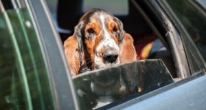 Hund Angst vorm Autofahren nehmen