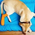 Knochenbruch beim Hund - Das solltest du wissen!