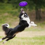 Hundespiele - 10 Ideen, was du mit dem Hund machen kannst