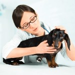 Kastration oder Sterilisation - Zahlt die Hunde OP Versicherung?