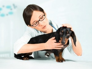 Kastration und Sterilisation Hunde OP Versicherung