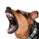 Warum ist ein Hund aggressiv?