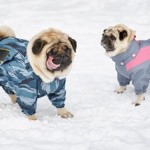 Ist Hundebekleidung im Winter sinnvoll?