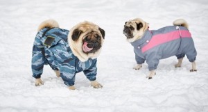 Hundebekleidung im Winter