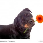 Kampfhundehaftpflicht / Listenhundehaftpflicht - immer teurer?
