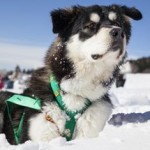 Nordische Hundenamen - Top 10 männlich und weiblich