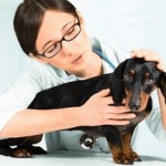 Mit welchen Tierarztkosten beim Hund müssen Sie rechnen?