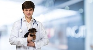 Tierarzt-Kosten Welpen
