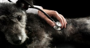 Krankenversicherung für Hunde 