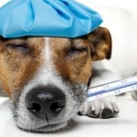 Ist eine Krankenversicherung für Hunde sinnvoll?
