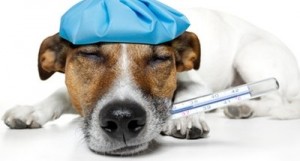 Krankenversicherung für Hunde sinnvoll