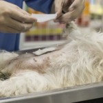 Die Hundeoperationsversicherung - Was Sie wissen sollten!