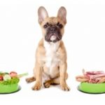 Wann eine Ernährungsumstellung beim Hund?